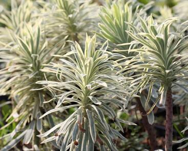 Pryšec hnědokvětý 'Tasmanian Tiger'