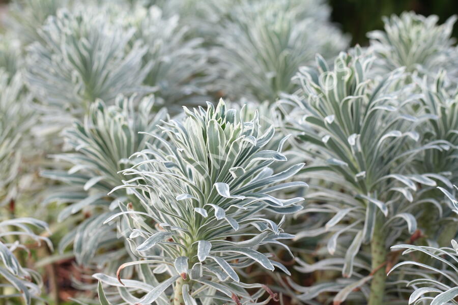 Pryšec 'Glacier Blue' - Euphorbia 'Glacier Blue'