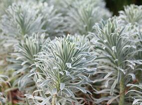 Pryšec 'Glacier Blue' - Euphorbia 'Glacier Blue'