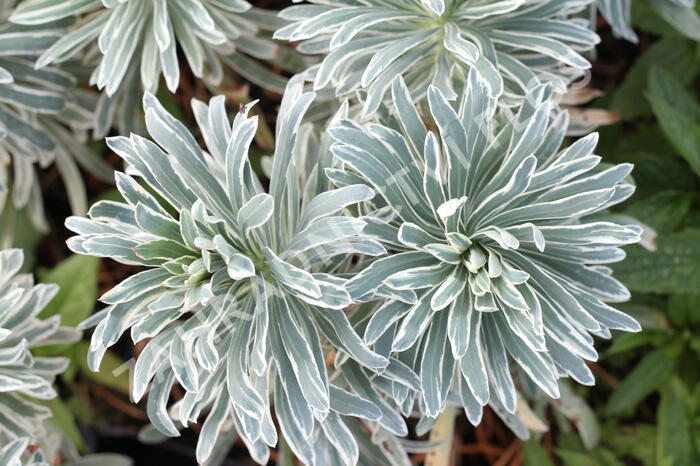 Pryšec 'Glacier Blue' - Euphorbia 'Glacier Blue'