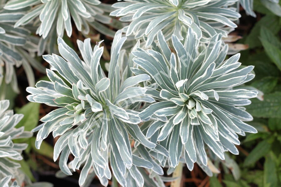 Pryšec 'Glacier Blue' - Euphorbia 'Glacier Blue'