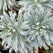Pryšec 'Glacier Blue' - Euphorbia 'Glacier Blue'