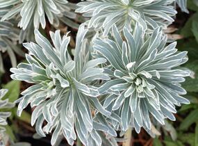 Pryšec 'Glacier Blue' - Euphorbia 'Glacier Blue'