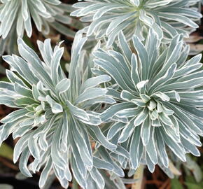 Pryšec 'Glacier Blue' - Euphorbia 'Glacier Blue'