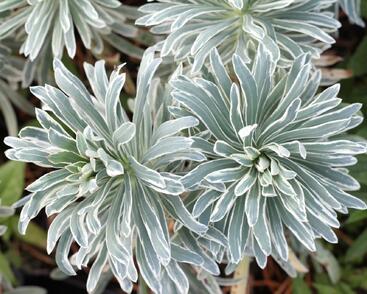 Pryšec 'Glacier Blue'