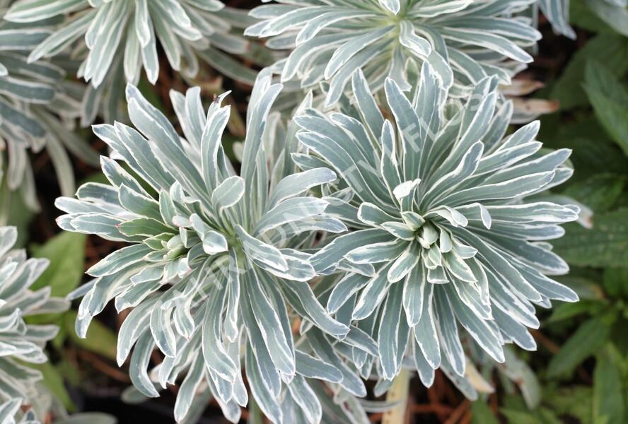 Pryšec 'Glacier Blue' - Euphorbia 'Glacier Blue'
