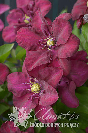 Plamének 'Jan III Sobieski' - Clematis 'Jan III Sobieski'