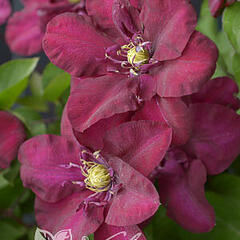 Plamének 'Jan III Sobieski' - Clematis 'Jan III Sobieski'