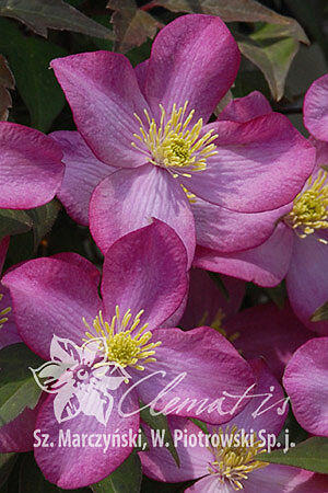 Plamének horský 'Freda' - Clematis montana 'Freda'