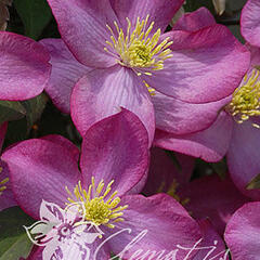 Plamének horský 'Freda' - Clematis montana 'Freda'