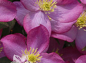 Plamének horský 'Freda' - Clematis montana 'Freda'