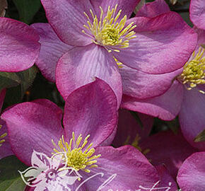 Plamének horský 'Freda' - Clematis montana 'Freda'