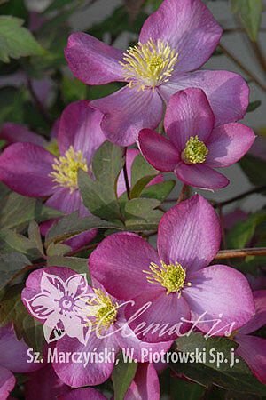 Plamének horský 'Freda' - Clematis montana 'Freda'
