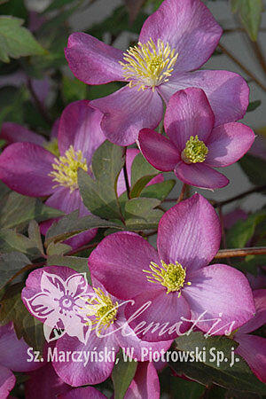 Plamének horský 'Freda' - Clematis montana 'Freda'