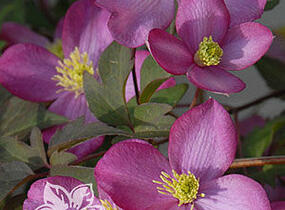 Plamének horský 'Freda' - Clematis montana 'Freda'