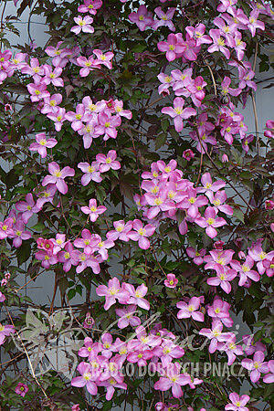 Plamének horský 'Freda' - Clematis montana 'Freda'