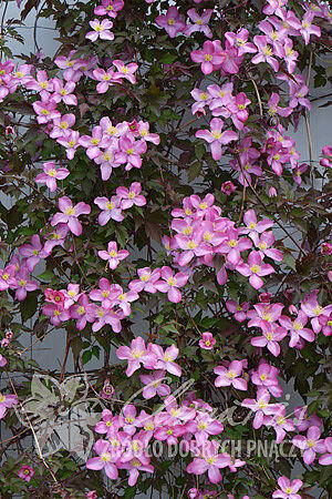 Plamének horský 'Freda' - Clematis montana 'Freda'