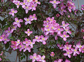 Plamének horský 'Freda' - Clematis montana 'Freda'