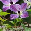 Plamének 'Morning Sky' - Clematis 'Morning Sky'