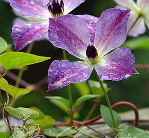 Plamének 'Morning Sky' - Clematis 'Morning Sky'