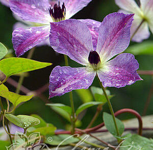 Plamének 'Morning Sky'