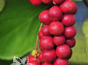 Klanopraška čínská 'Sadova no1' - Schisandra chinensis 'Sadova no1'