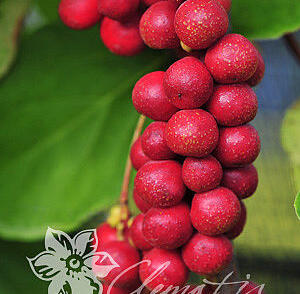 Klanopraška čínská 'Sadova no1'