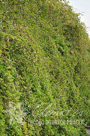 Klanopraška čínská 'Sadova no1' - Schisandra chinensis 'Sadova no1'