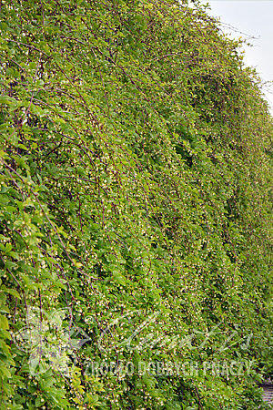 Klanopraška čínská 'Sadova no1' - Schisandra chinensis 'Sadova no1'