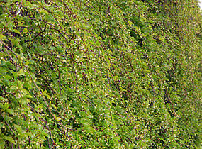 Klanopraška čínská 'Sadova no1' - Schisandra chinensis 'Sadova no1'