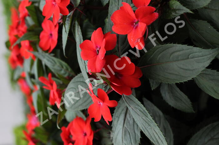 Netýkavka 'Sun Standing Orange' - Impatiens Neu-Guinea 'Sun Standing Orange'