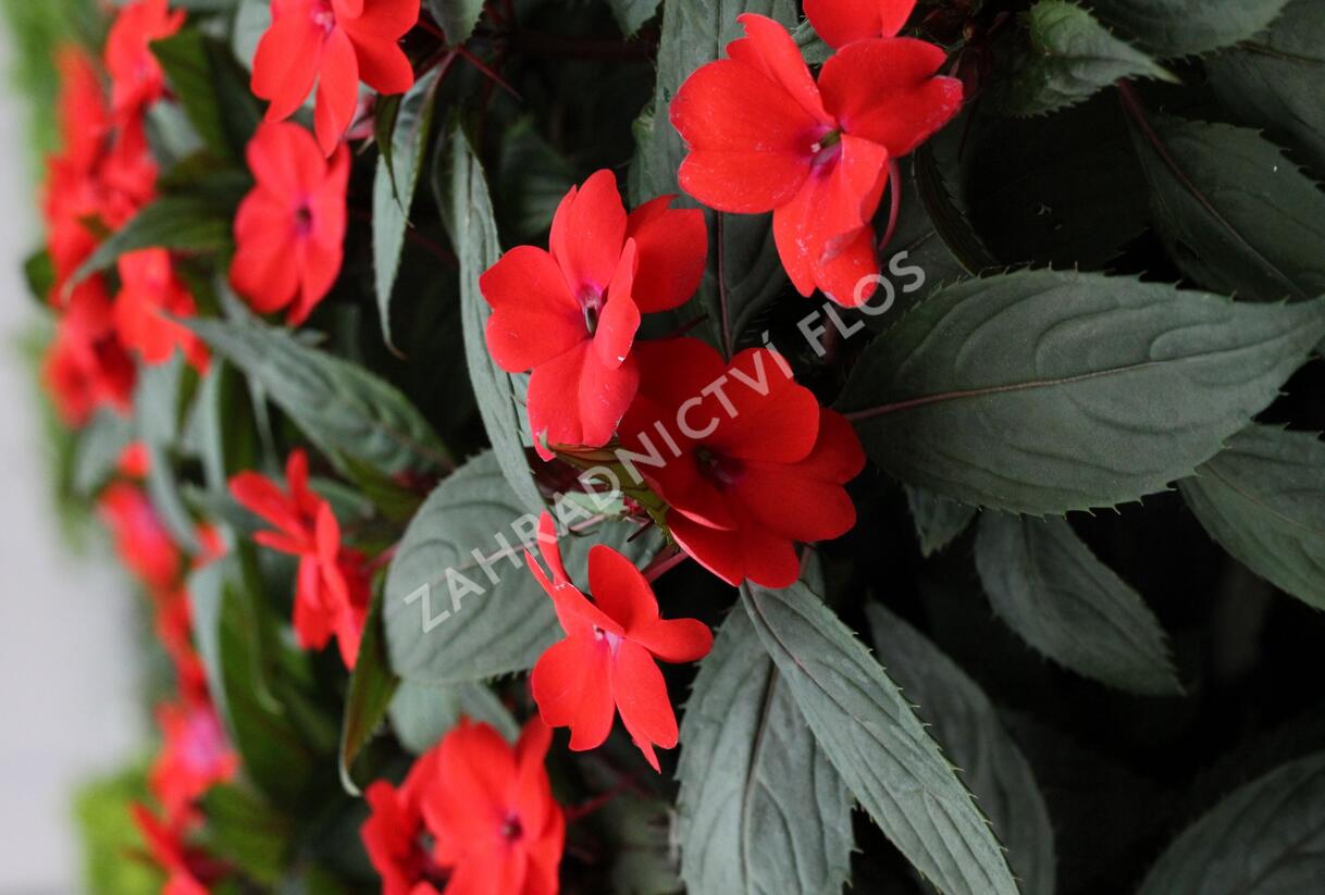 Netýkavka, balzamína 'Sun Standing Orange' - Impatiens Neu Guinea 'Sun Standing Orange'