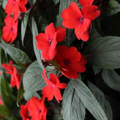 Netýkavka 'Sun Standing Orange' - Impatiens Neu-Guinea 'Sun Standing Orange'