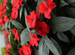 Netýkavka, balzamína 'Sun Standing Orange' - Impatiens Neu Guinea 'Sun Standing Orange'