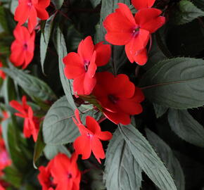 Netýkavka 'Sun Standing Orange' - Impatiens Neu-Guinea 'Sun Standing Orange'