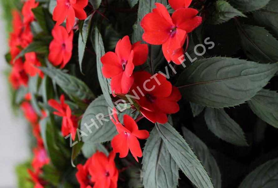 Netýkavka, balzamína 'Sun Standing Orange' - Impatiens Neu Guinea 'Sun Standing Orange'