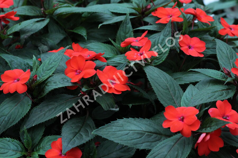 Netýkavka 'Sun Standing Orange' - Impatiens Neu Guinea 'Sun Standing Orange'