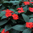 Netýkavka 'Sun Standing Orange' - Impatiens Neu-Guinea 'Sun Standing Orange'