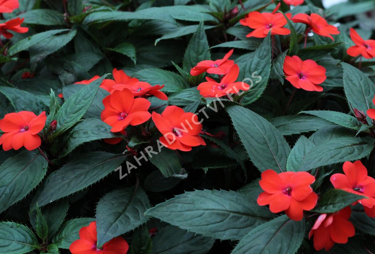 Netýkavka, balzamína 'Sun Standing Orange' - Impatiens Neu Guinea 'Sun Standing Orange'