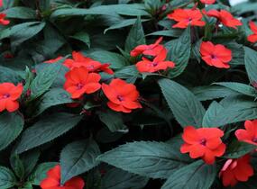 Netýkavka, balzamína 'Sun Standing Orange' - Impatiens Neu Guinea 'Sun Standing Orange'