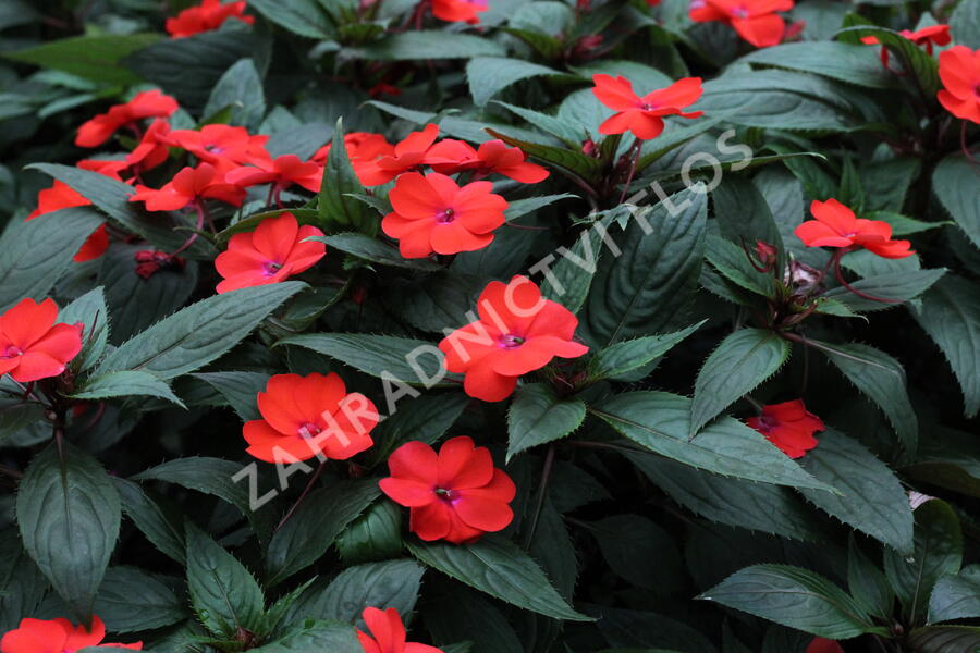 Netýkavka 'Sun Standing Orange' - Impatiens Neu Guinea 'Sun Standing Orange'