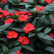 Netýkavka 'Sun Standing Orange' - Impatiens Neu-Guinea 'Sun Standing Orange'