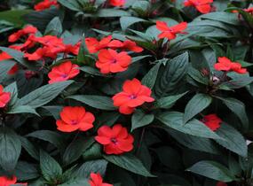 Netýkavka, balzamína 'Sun Standing Orange' - Impatiens Neu Guinea 'Sun Standing Orange'