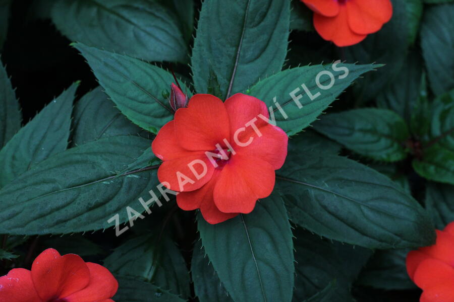 Netýkavka 'Sun Standing Orange' - Impatiens Neu Guinea 'Sun Standing Orange'