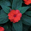 Netýkavka 'Sun Standing Orange' - Impatiens Neu Guinea 'Sun Standing Orange'