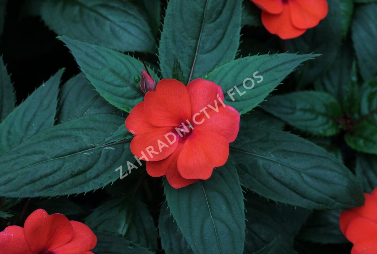 Netýkavka, balzamína 'Sun Standing Orange' - Impatiens Neu Guinea 'Sun Standing Orange'