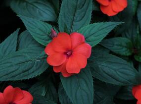 Netýkavka, balzamína 'Sun Standing Orange' - Impatiens Neu Guinea 'Sun Standing Orange'