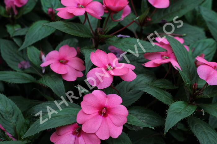 Netýkavka 'Sun Standing Pink' - Impatiens Neu-Guinea 'Sun Standing Pink'