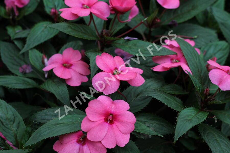 Netýkavka 'Sun Standing Pink' - Impatiens Neu Guinea 'Sun Standing Pink'