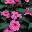 Netýkavka 'Sun Standing Pink' - Impatiens Neu Guinea 'Sun Standing Pink'